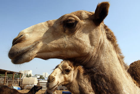 Mers Virus Found In Camels