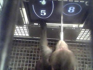 Monkeys Know a Thing or Two about Math, say scientists