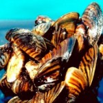 Mussels hitch ride to British Columbia shore
