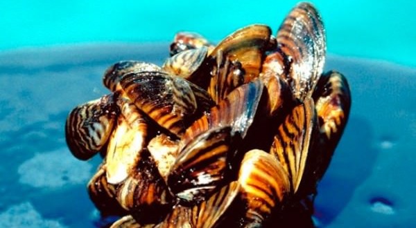 Mussels hitch ride to British Columbia shore