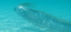 Oarfish Mexico : Rare sea creatures spotted alive