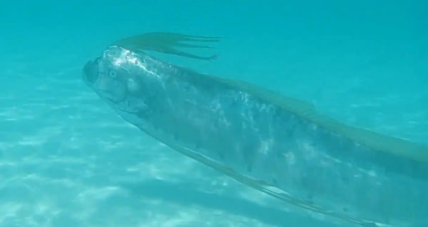 Oarfish In Mexico : Rare sea creatures spotted alive (Video)
