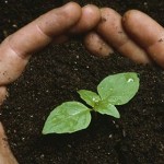 Open-source seeds : Agreement keeps use of new seed varieties unrestricted