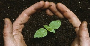 Open-source seeds : Agreement keeps use of new seed varieties unrestricted