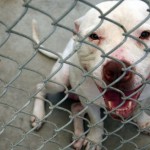 Ottawa : Pit bull that bit baby girl's face to be euthanized