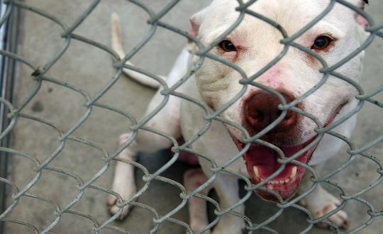 Ottawa : Pit bull that bit baby girl's face to be euthanized