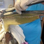 Pelican with slashed throat pouch rescued, Culprit Wanted