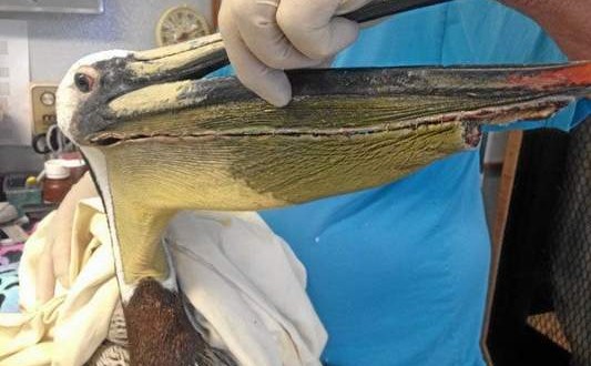 Pelican with slashed throat pouch rescued, Culprit Wanted