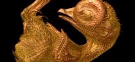 Quail Embryo Wins Top Prize in Nikon Competition