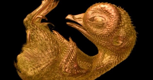Quail Embryo Wins Top Prize in Nikon Competition