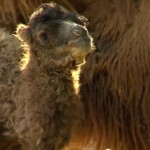 Rare Baby camel makes debut in Hungary zoo