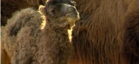 Rare Baby camel makes debut in Hungary zoo