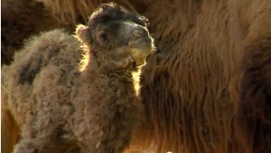 Rare Baby camel makes debut in Hungary zoo