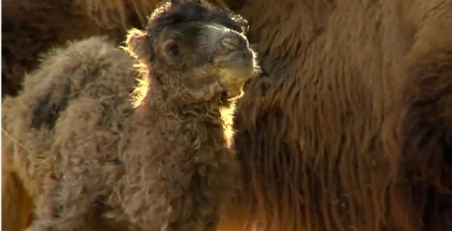 Rare Baby camel makes debut in Hungary zoo