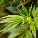 Recall of Marijuana for Medical Purposes - Greenleaf Medicinals