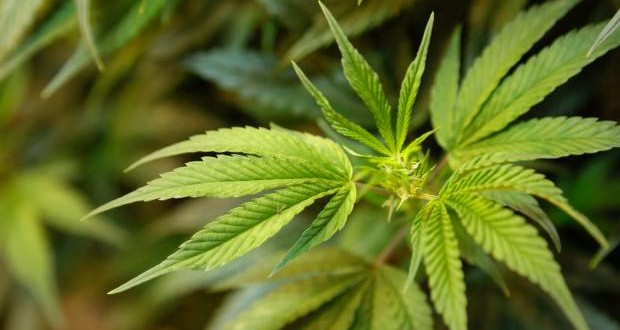Recall of Marijuana for Medical Purposes – Greenleaf Medicinals