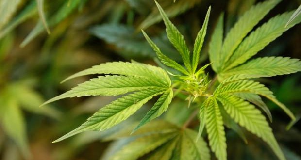 Recall of Marijuana for Medical Purposes - Greenleaf Medicinals
