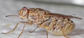 Scientists Decode Genome of Deadly Tsetse Fly