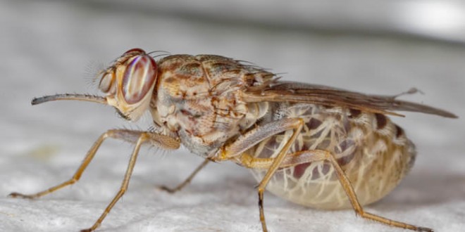 Scientists Decode Genome of Deadly Tsetse Fly