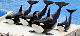 SeaWorld Killer whale shows face ban after three die