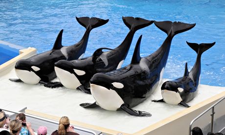 SeaWorld Killer whale shows face ban after three die