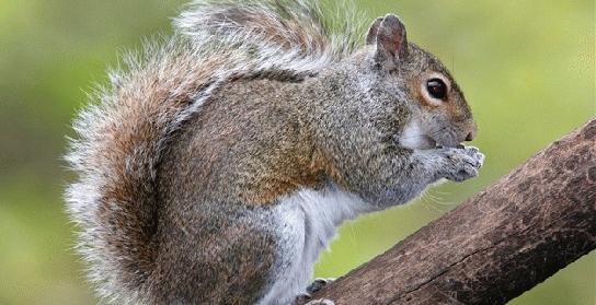 Squirrel blamed for $300K damage to Ind. building