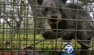 Texas Chupacabra Euthanized