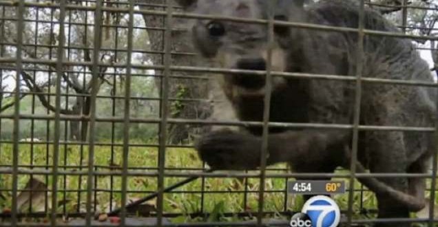 Texas Chupacabra Euthanized