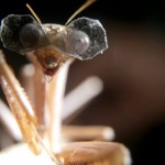 This insect wears world's tiniest 3D glasses