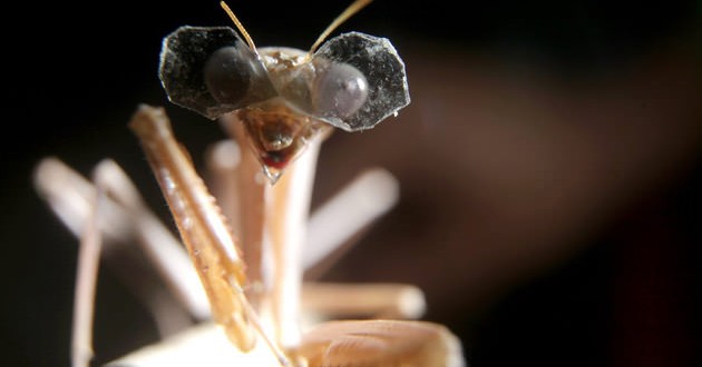 This insect wears world's tiniest 3D glasses