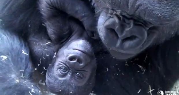 Toronto Zoo asks public to name baby gorilla