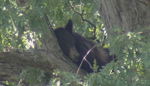 US : NC wildlife officials warn about black bears