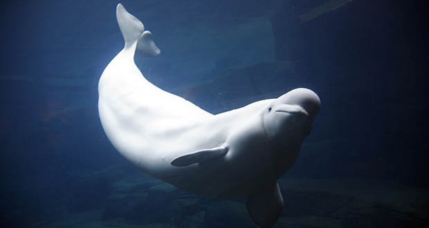 Vancouver : Mayor doesn’t want a referendum on whales in the Aquarium