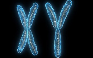 Y Chromosomes Originated More Than 180 Million Years Ago, Study