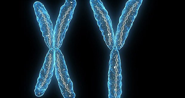Y Chromosomes Originated More Than 180 Million Years Ago, Study