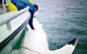 Australians Track 16-Foot 'Joan of Shark'