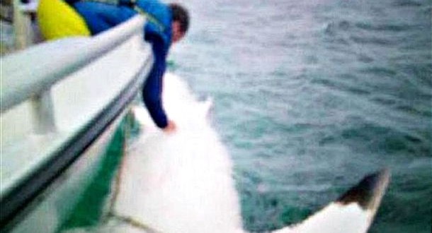 Australians Track 16-Foot 'Joan of Shark'