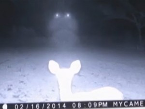 Deer in the Headlights of a UFO?
