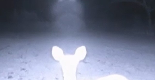 Deer in the Headlights of a UFO?