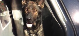 K-9 Dog Mick Killed in Portland Shootout