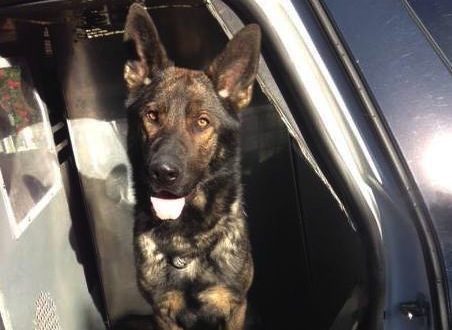 K-9 Dog Mick Killed in Portland Shootout