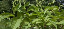 "Thunder God Vine" : Herbal remedy may improve arthritis symptoms