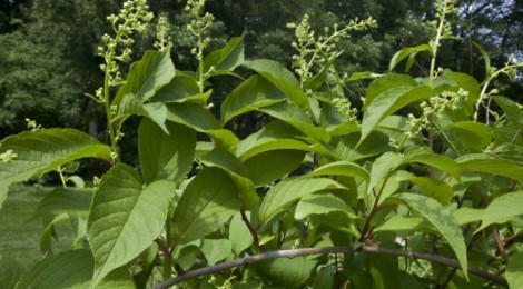 “Thunder God Vine” : Herbal remedy may improve arthritis symptoms