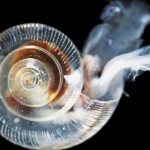 Acidic Oceans Are Dissolving Tiny Snails' Shells : NOAA