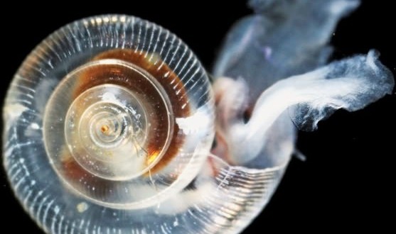 Acidic Oceans Are Dissolving Tiny Snails’ Shells : NOAA