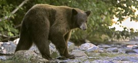 Alaska Woman Walks 2 Miles After Surviving Bear Attack