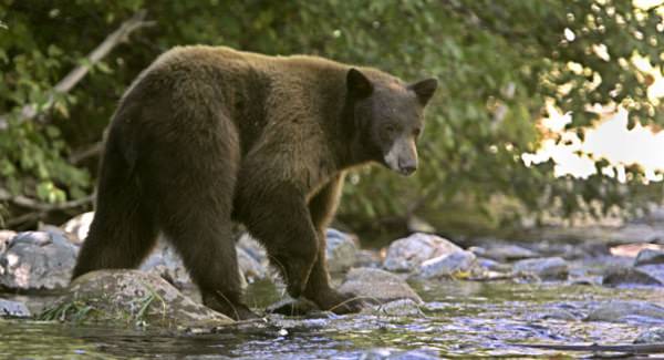 Alaska Woman Walks 2 Miles After Surviving Bear Attack