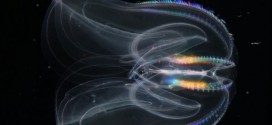 'Aliens of sea' provide new insight into evolution, report says