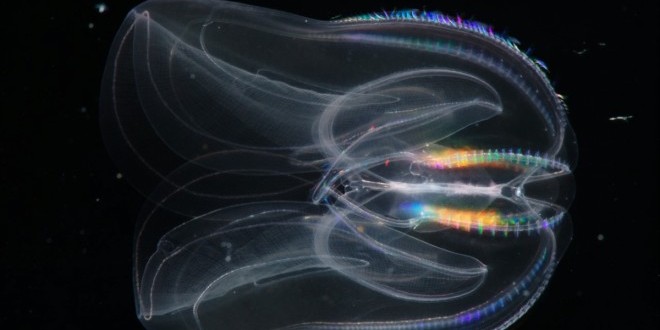 ‘Aliens of sea’ provide new insight into evolution, report says
