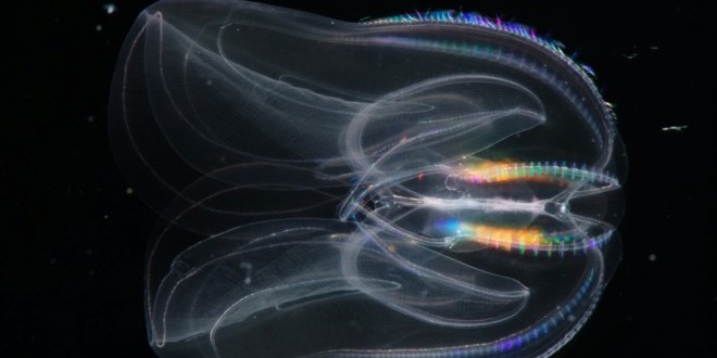 'Aliens of sea' provide new insight into evolution, report says